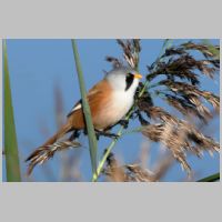2025 2nd Bill Lester - Bearded Tit